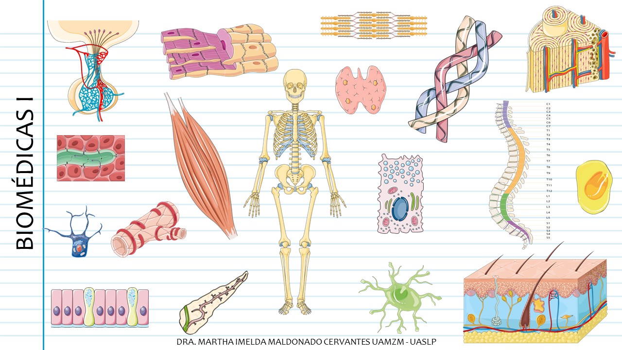 Biomedicas I