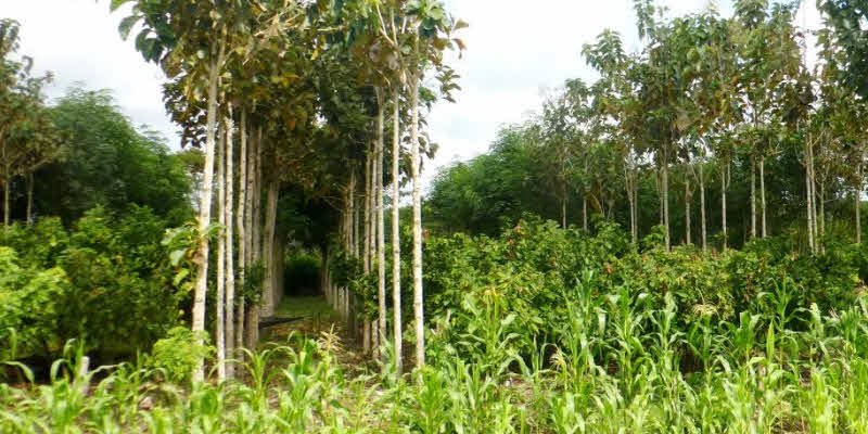 Sistemas Agroforestales 