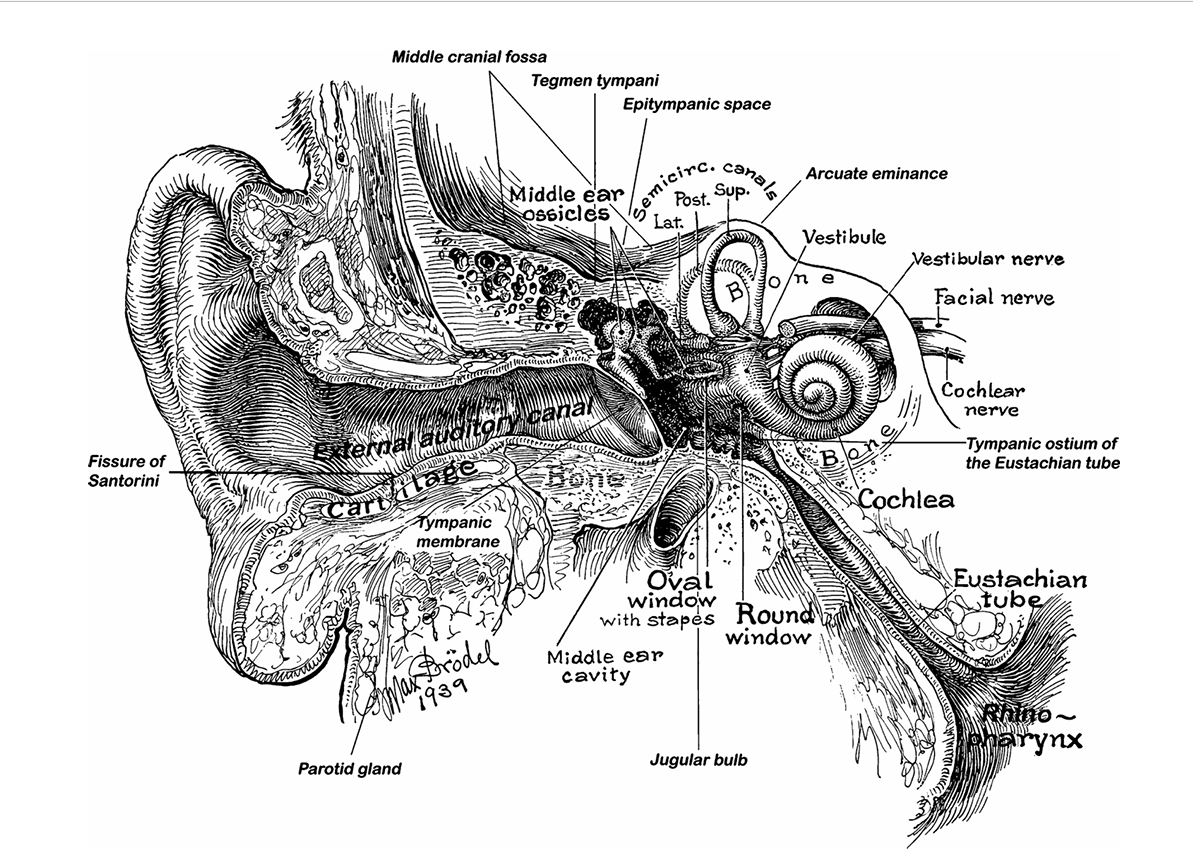OTORRINOLARINGOLOGIA