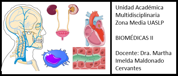 Biomédicas II 