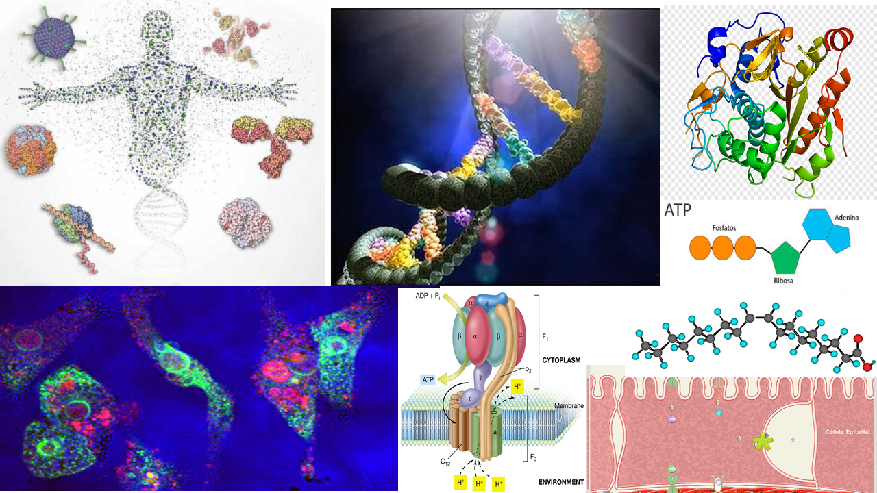 Bioquímica 