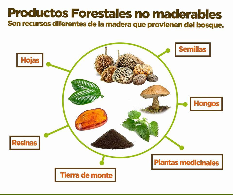 Productos forestales no maderables